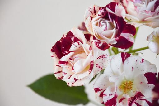 Photo, roses, spray rose, rose, 