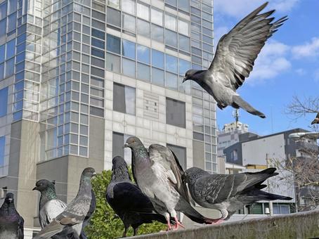 神田川10月:鳩ファミリー 2025 神田川10月:鳩ファミリー 2025 鳩,ハト,鳥の写真素材