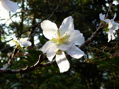 大船フラワーセンター・10月に咲く冬桜 冬桜,サクラ,花の写真素材