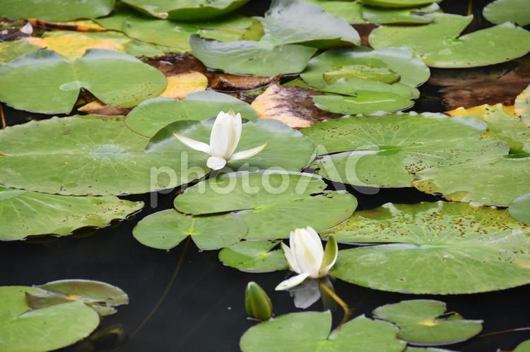 スイレン（睡蓮） 睡蓮,池,水面の写真素材