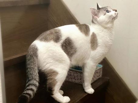 Photo, cat, shamtra, profile, 