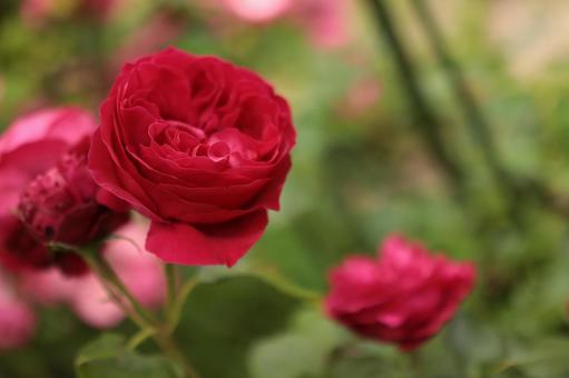 バラ園にて赤い薔薇を撮影した写真 バラ園にて赤い薔薇を撮影した写真の写真