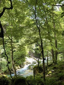 新緑に包まれた川 新緑に包まれた川の写真