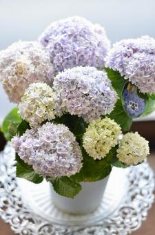 hydrangea pot, JPG