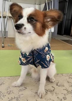 アロハシャツ着たパピヨン アロハシャツ着たパピヨン パピヨン,papillon,犬の写真素材