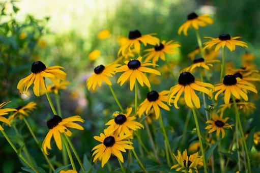Photo, flower, rudbake, plant, 