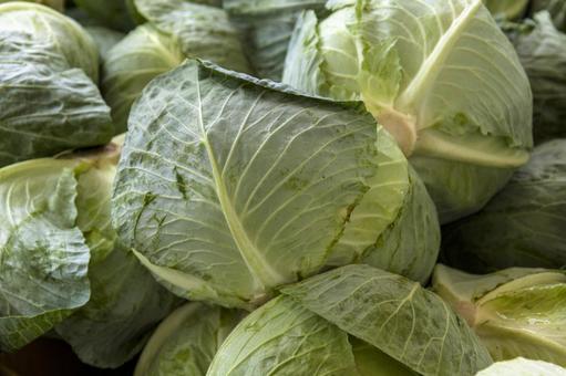 キャベツ2(田原市) キャベツ2(田原市) キャベツ,緑,農業の写真素材