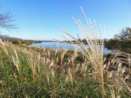 秋の河川の風景 秋の河川の風景 すすき,秋,11月の写真素材