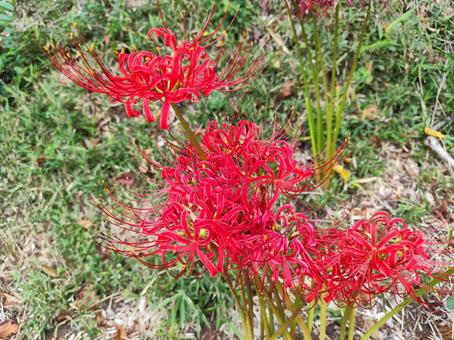 道端の曼殊沙華 道端の曼殊沙華の写真