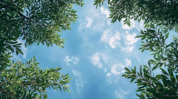 新緑と白い雲のコントラスト 新緑と白い雲のコントラストの写真