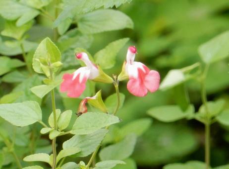 【花の写真】チェリーセージ チェリーセージ,植物,花の写真素材