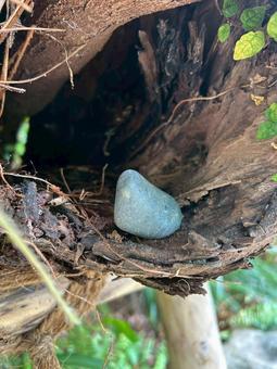 自然の隠れ家の写真