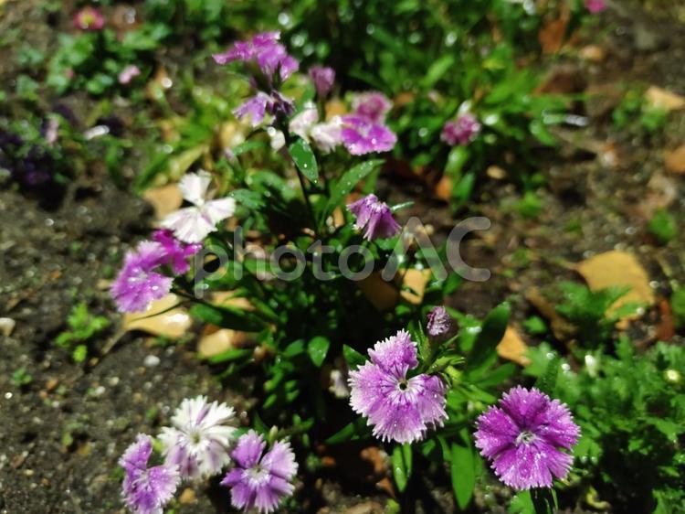 雨に濡れる夜の花 自然,カワラナデシコ,野草の写真素材
