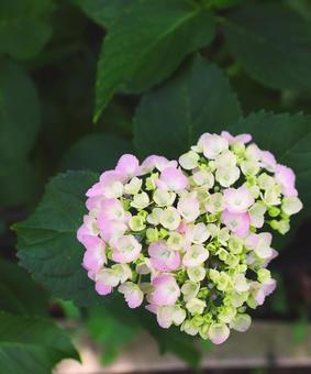 紫陽花 紫陽花の写真
