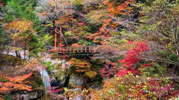 紅葉と滝 秋,もみじ,グラデーションの写真素材