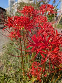 彼岸花の写真