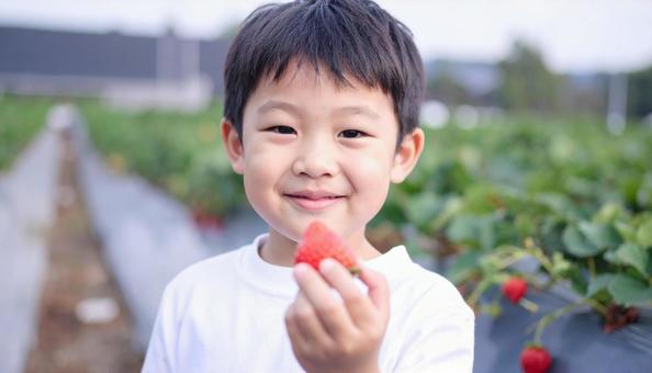 いちご狩り 苺畑でイチゴを摘む男の子 いちご狩り 苺畑でイチゴを摘む男の子 の写真