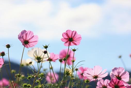 コスモス コスモス コスモス,こすもす,秋桜の写真素材
