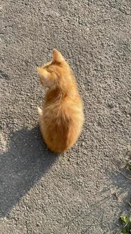 子猫の背中 子猫の背中の写真