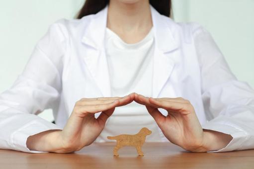 ペットを両手で守る女性の手元 保険,契約,申請の写真素材