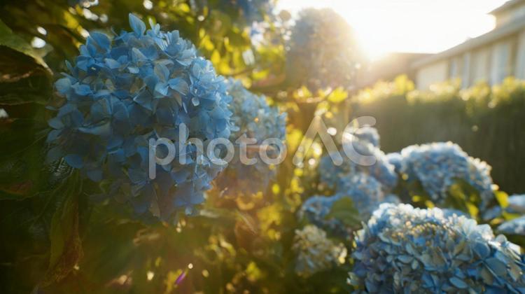 日差しの中の青い紫陽花 アジサイ,風景,自然の写真素材