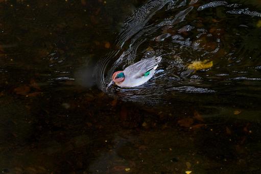 水面を泳ぐアメリカコガモ 水面を泳ぐアメリカコガモの写真