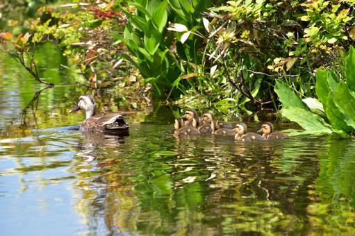Spot-billed Duck Parent and Child, cargamo, duck, wild bird, JPG