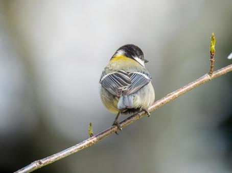枝にとまるシジュウカラ 枝にとまるシジュウカラ シジュウカラ,野鳥,鳥の写真素材
