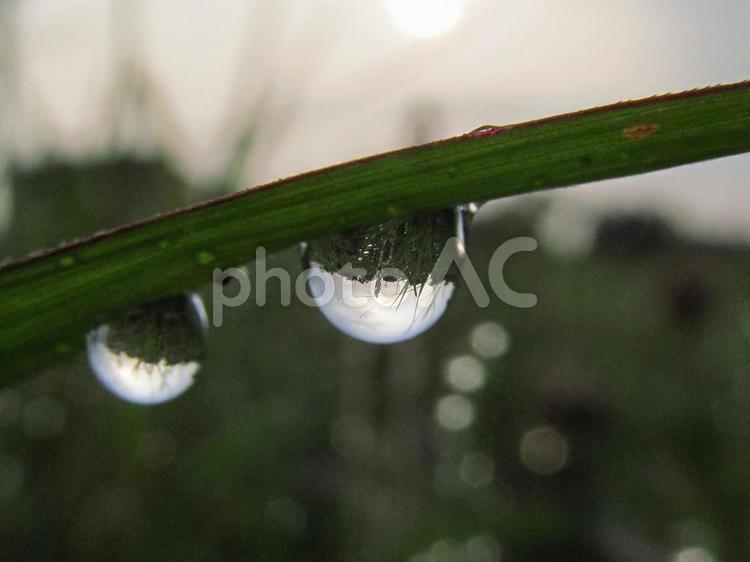 水滴と緑の葉と朝日Water drops 水滴,すいてき,waterの写真素材