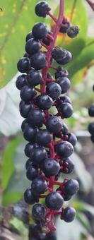 商陸 商陸の写真