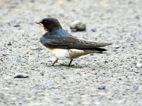 地に立つツバメの幼鳥 地に立つツバメの幼鳥の写真