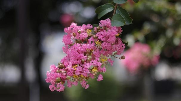 【花の写真】サルスベリ サルスベリ,百日紅,猿滑の写真素材