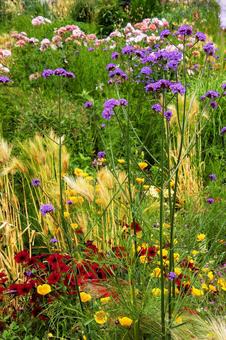 ローズガーデンの写真