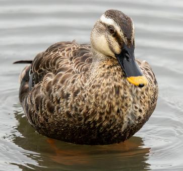 水辺のカモ 水辺のカモの写真
