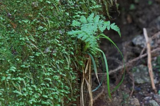 シダ シダ シダ,植物,芽生えの写真素材