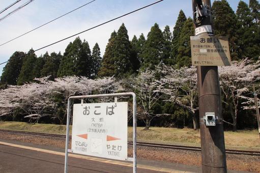 Photo, ohata station, line, cherry blossoms, 