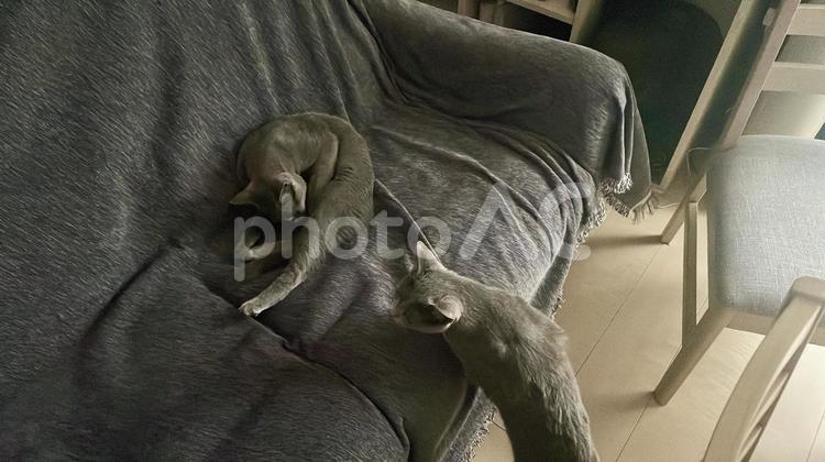 ソファで遊ぶロシアンブルー（猫） ロシアンブルー,猫,ソファの写真素材