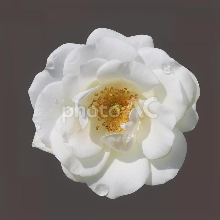 白いバラ（切り抜き・PSD） バラ,白,花の写真素材