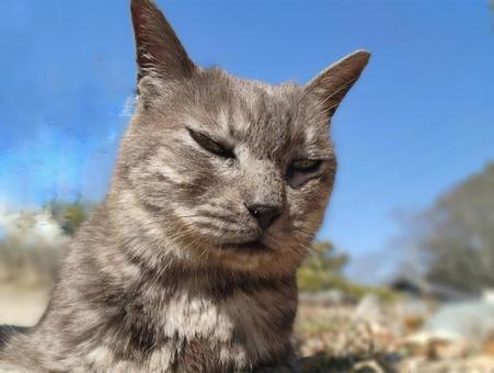 ねこ(青空の下) ねこ(青空の下)の写真