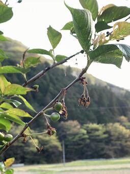 さくらんぼ さくらんぼの写真