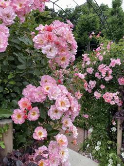 庭園 ミニバラ ピンク 庭園 ミニバラ ピンク 薔薇,ピンク,ミニバラの写真素材