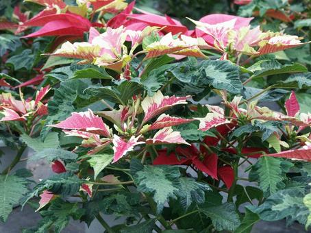 ポインセチア　咲く風景 ポインセチア,観葉植物,コントラストの写真素材