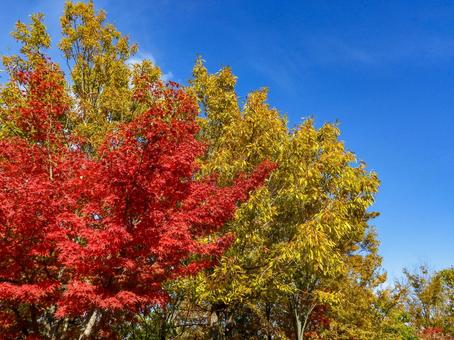 秋イメージ〜青空に映える紅葉 秋イメージ〜青空に映える紅葉 秋イメージ,紅葉,樹木の写真素材