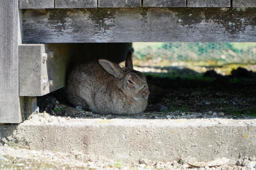 大久野島 野ウサギ1 大久野島 野ウサギ1の写真