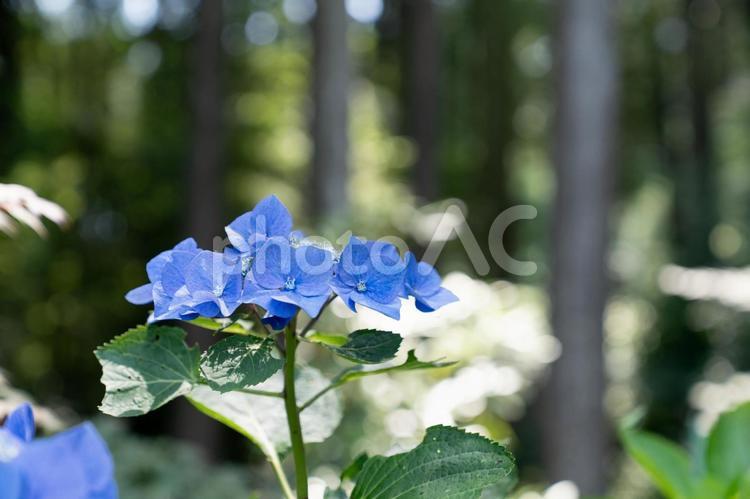 山の中に咲くあじさい 紫陽花,あじさい,アジサイの写真素材