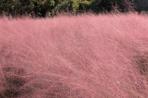 ミューレンベルギア・カピラリス_03 ミューレンベルギア,ミューレンベルギアカピラリス,ピンクミューリーの写真素材