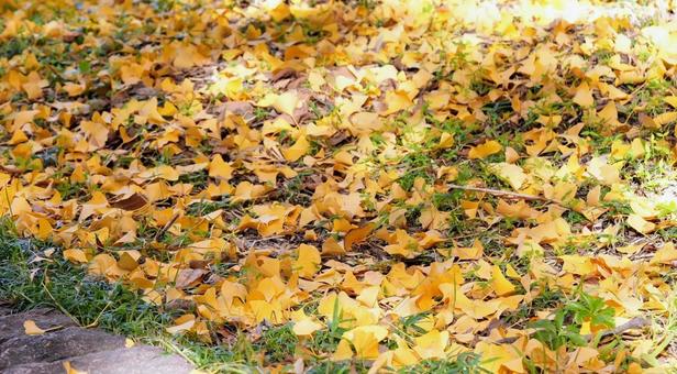 こがね色のじゅうたん 秋の風景,銀杏,落ち葉の写真素材