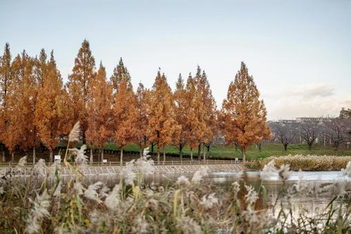 紅葉に染まるメタセコイア並木と水辺の景色 紅葉に染まるメタセコイア並木と水辺の景色の写真