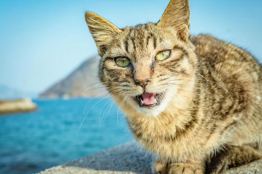 Photo, cat, a smile, island, 
