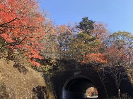 もみじ谷の紅葉トンネル もみじ谷,紅葉,カエデの写真素材